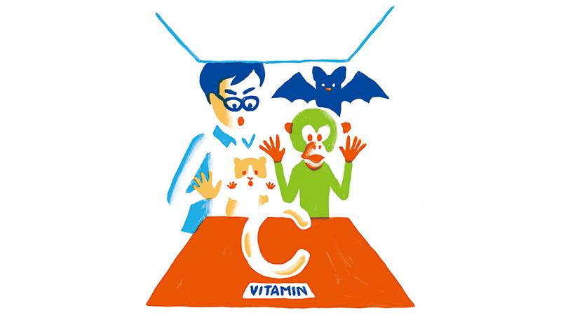 ヒトはモルモットと同じで、自分でビタミンCを作れない