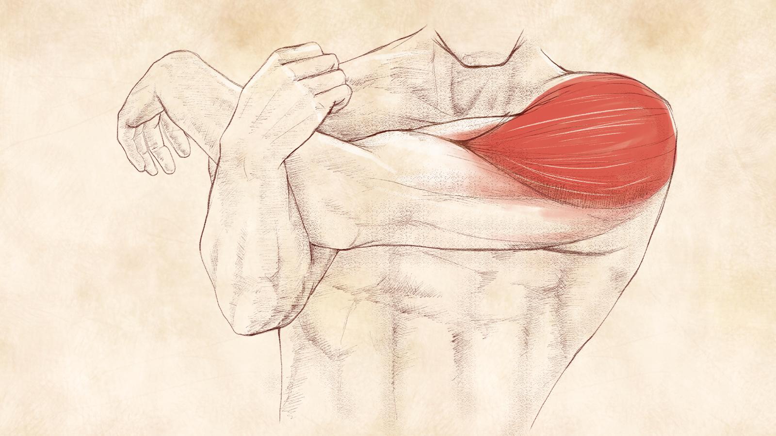 ストレッチで筋肥大!? 研究者に訊いた7つのQ＆A