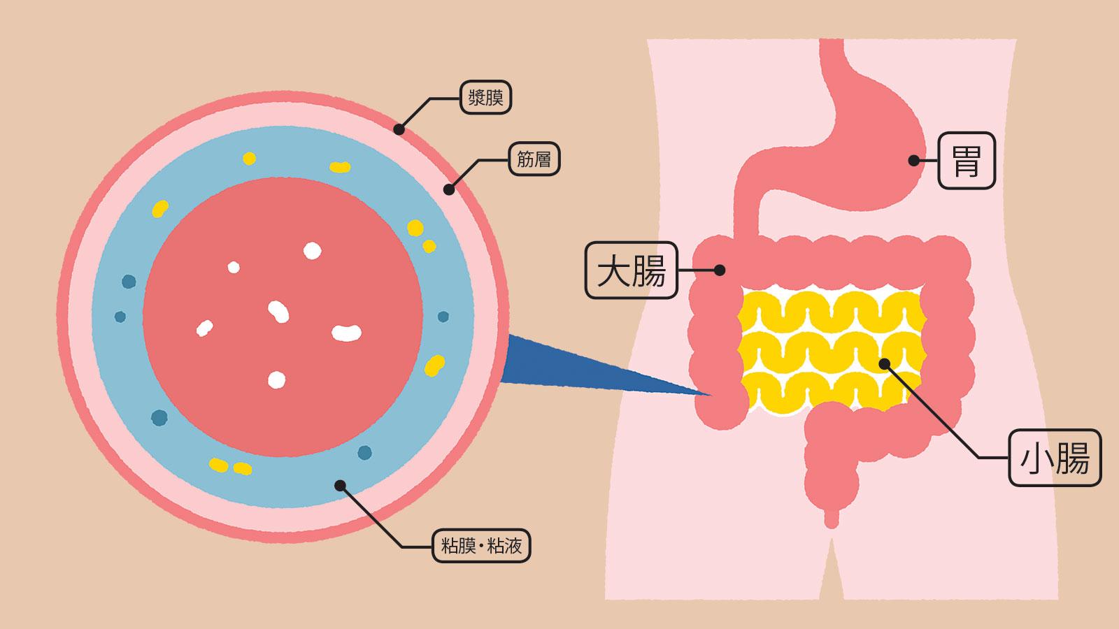 なぜサツマイモを食べるとオナラが出る？ 腸と腸内環境が良くわかる12の話題