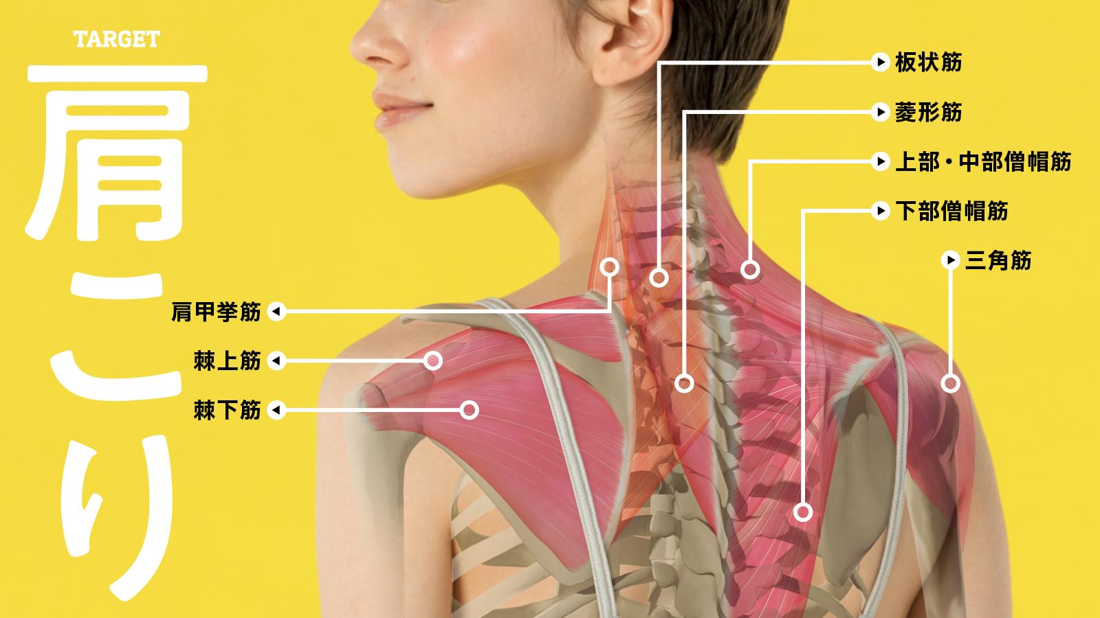 肩こりはなぜ起こる？ 肩こりのメカニズム