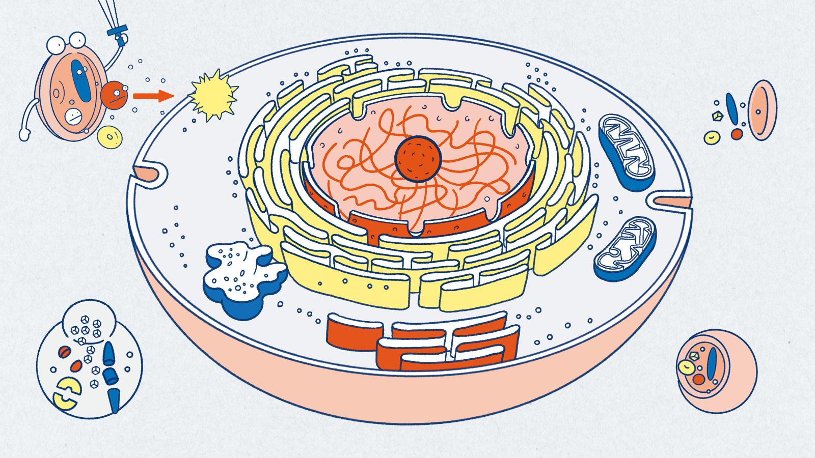 【10分でまる分かり】ノーベル賞受賞で話題の「オートファジー」ってなに？