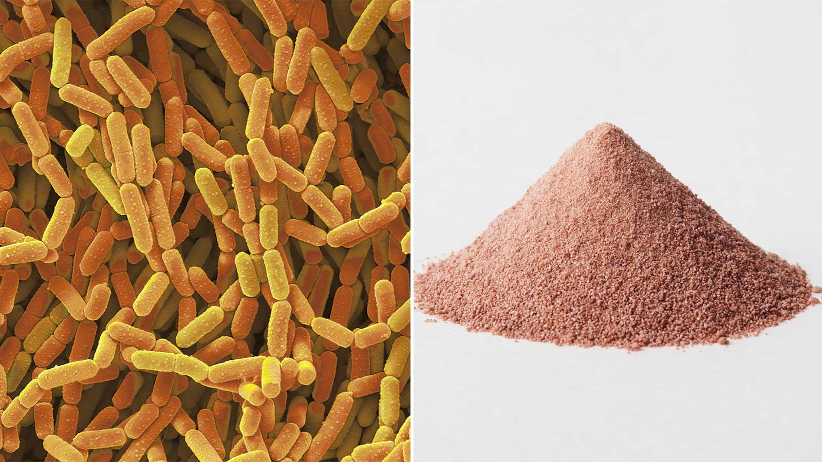 健康成分L.ラムノサス菌×FWGE、新しい組み合わせがカラダを守る。免疫を活性化して自己防衛を！