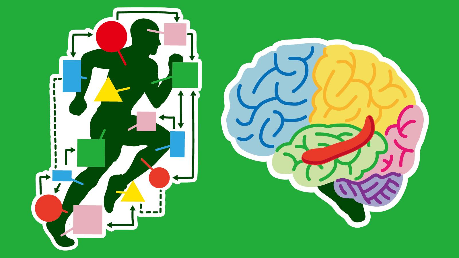 研究結果：運動すると記憶力が増す（歩くだけでも）