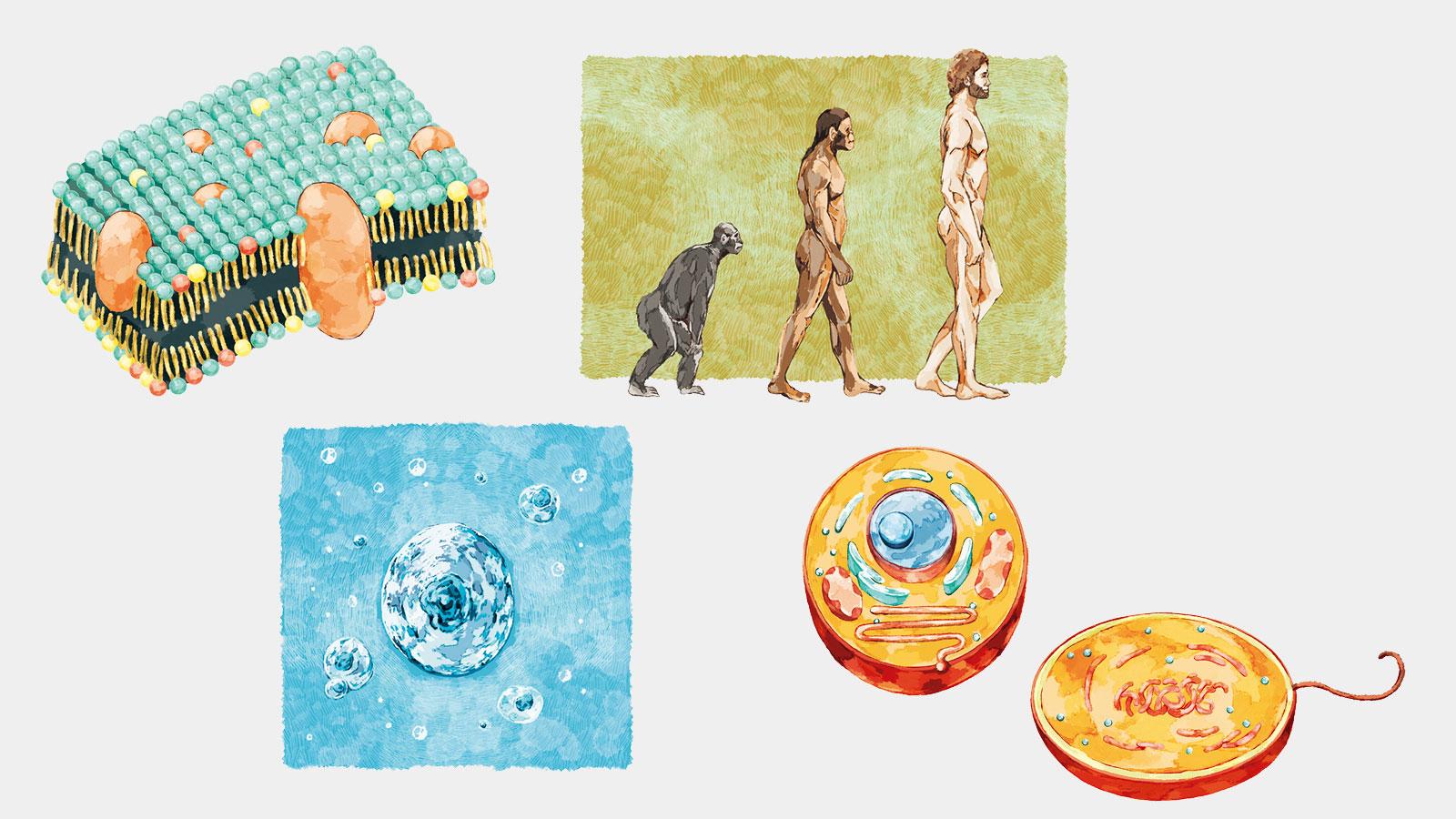 筋膜、鼓膜、横隔膜…ヒトは「膜」で生かされている