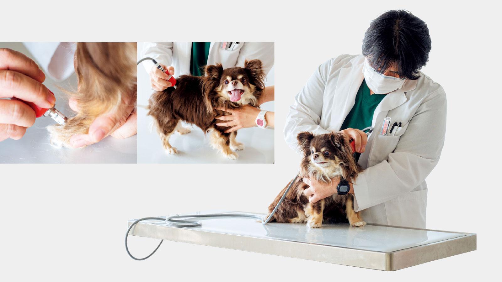 筋膜ケアで愛犬の健康寿命も延びるらしい