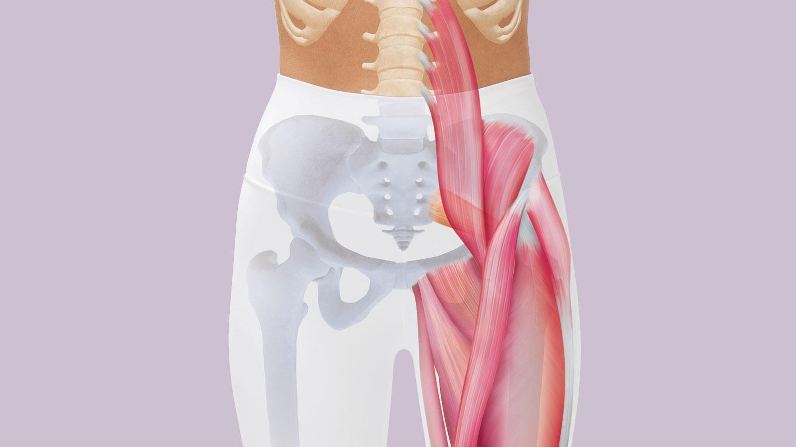 なぜ座りすぎは股関節にも悪影響なのか。構造から紐解く