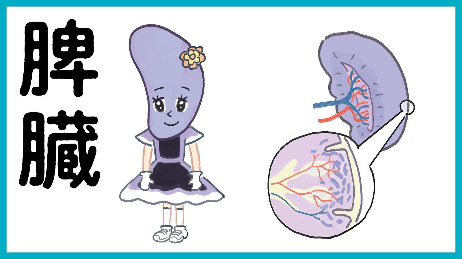 摘出すると免疫力が下がる。縁の下の力持ち「脾臓」の活動
