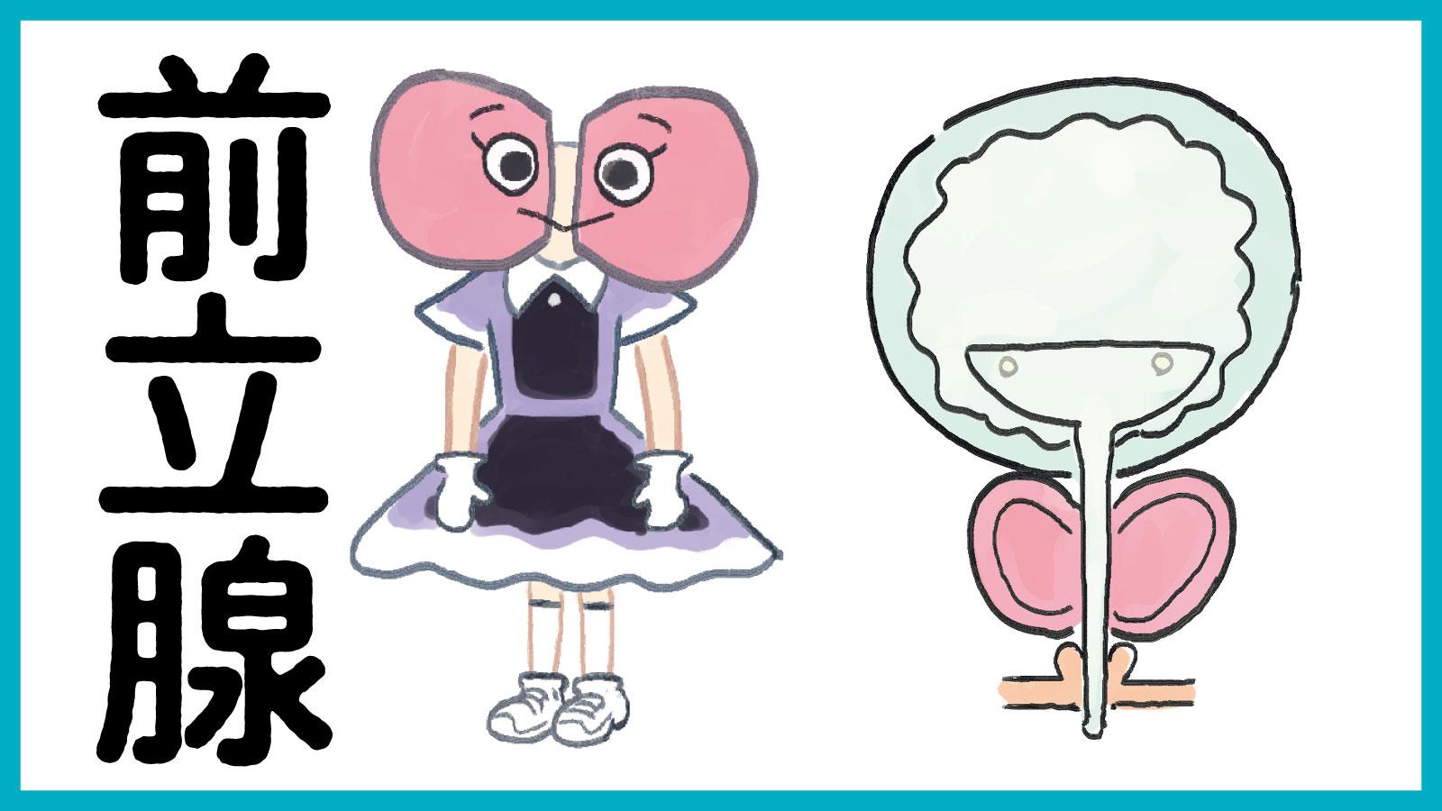 肥大しやすいのが悩み？ 男性はちゃんと知っておきたい「前立腺」の活動