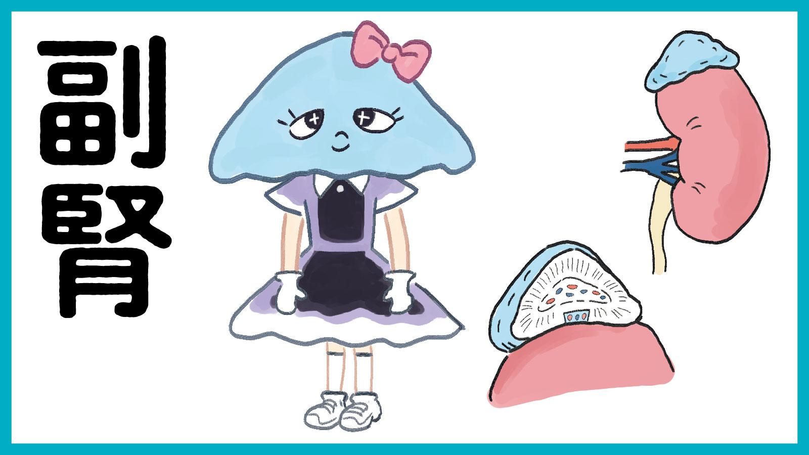 ホルモン分泌をマネジメント。生体バランスを調節する「副腎」の活動