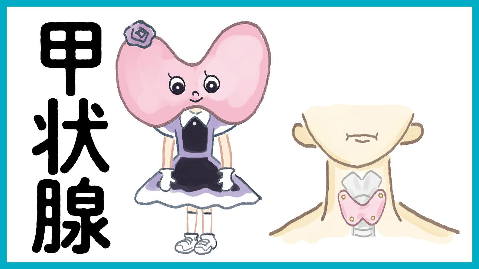 安定感抜群！カラダと心の恒常性を維持する「甲状腺」の活動