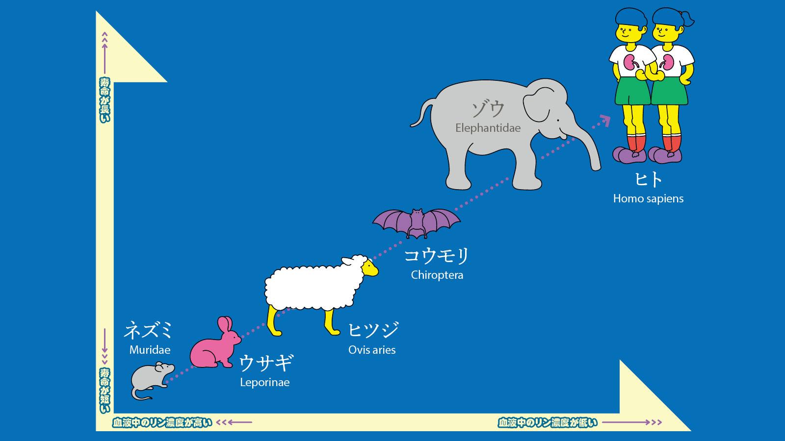 リンと寿命の関連性