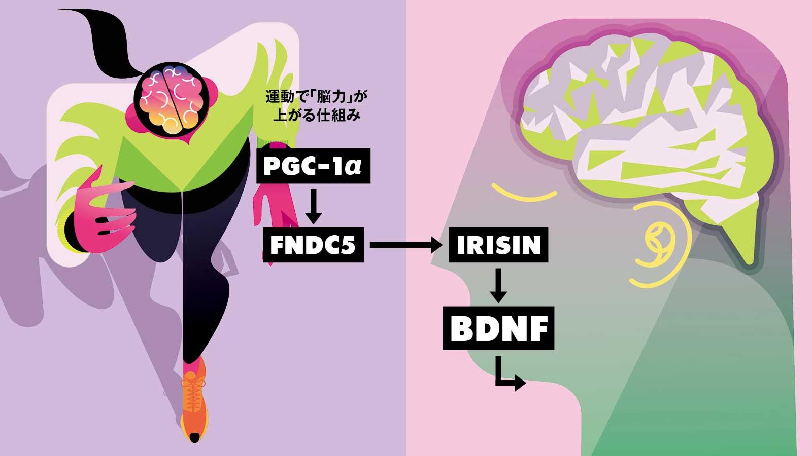  運動で「脳力」が上がる仕組み