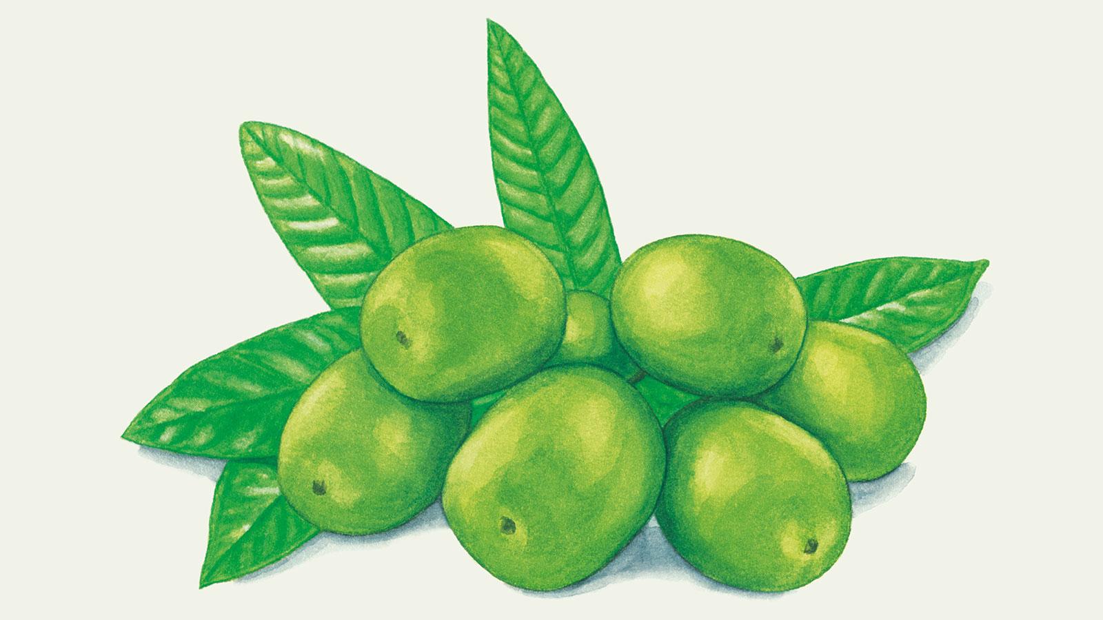 お腹まわりと見えない脂肪が気になるなら、【エラグ酸】を覚えておいて損はない