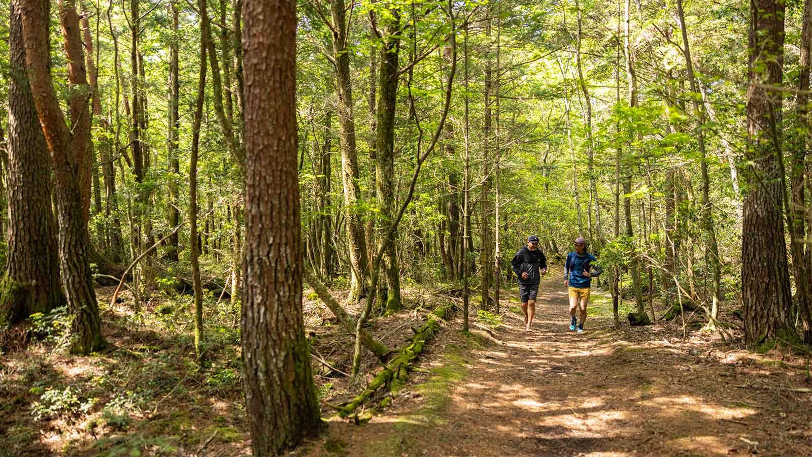 雑誌連載 Tarzan Trails 山梨県［樹海］トレイル GPSデータ（863号）