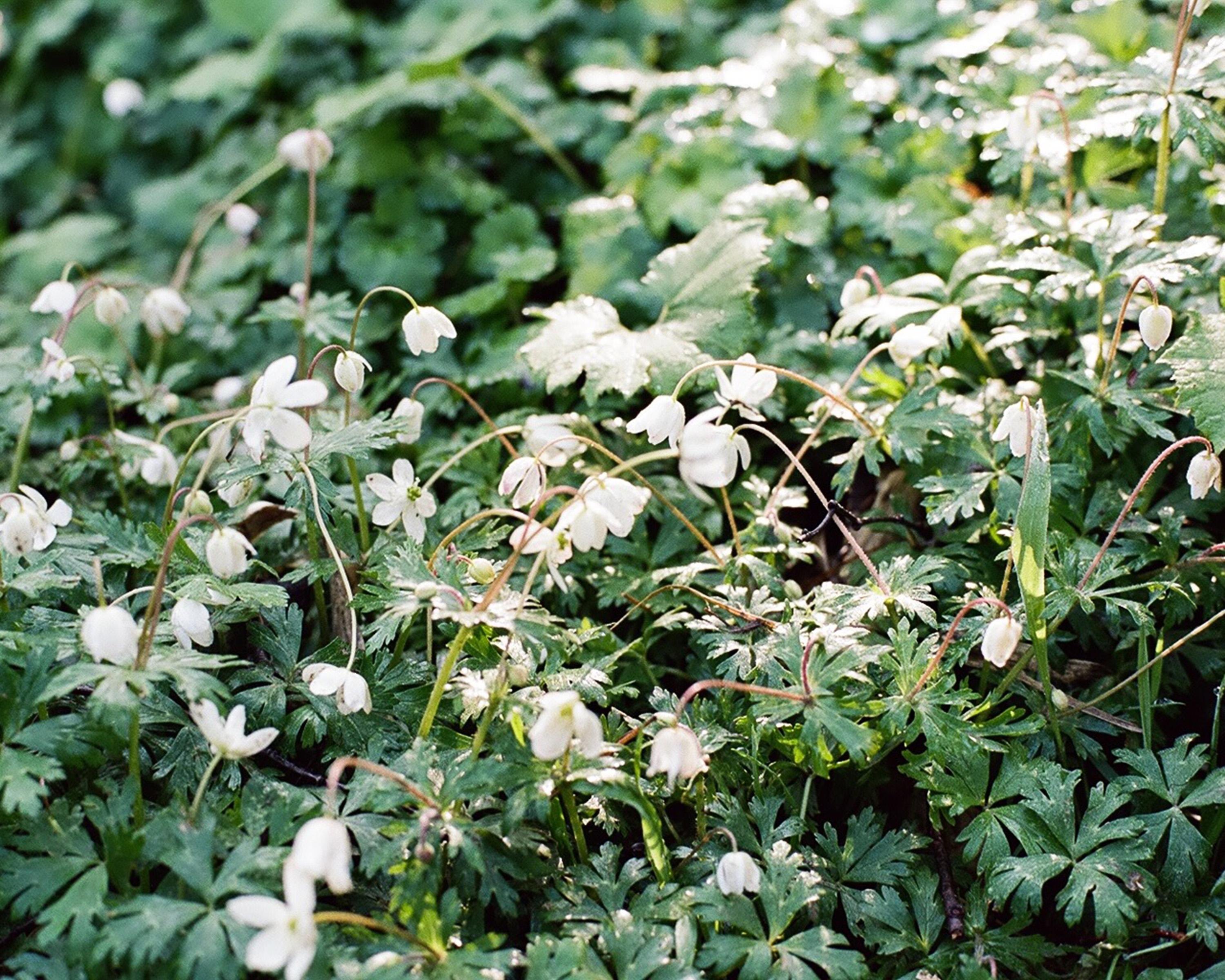landscape_pattern1