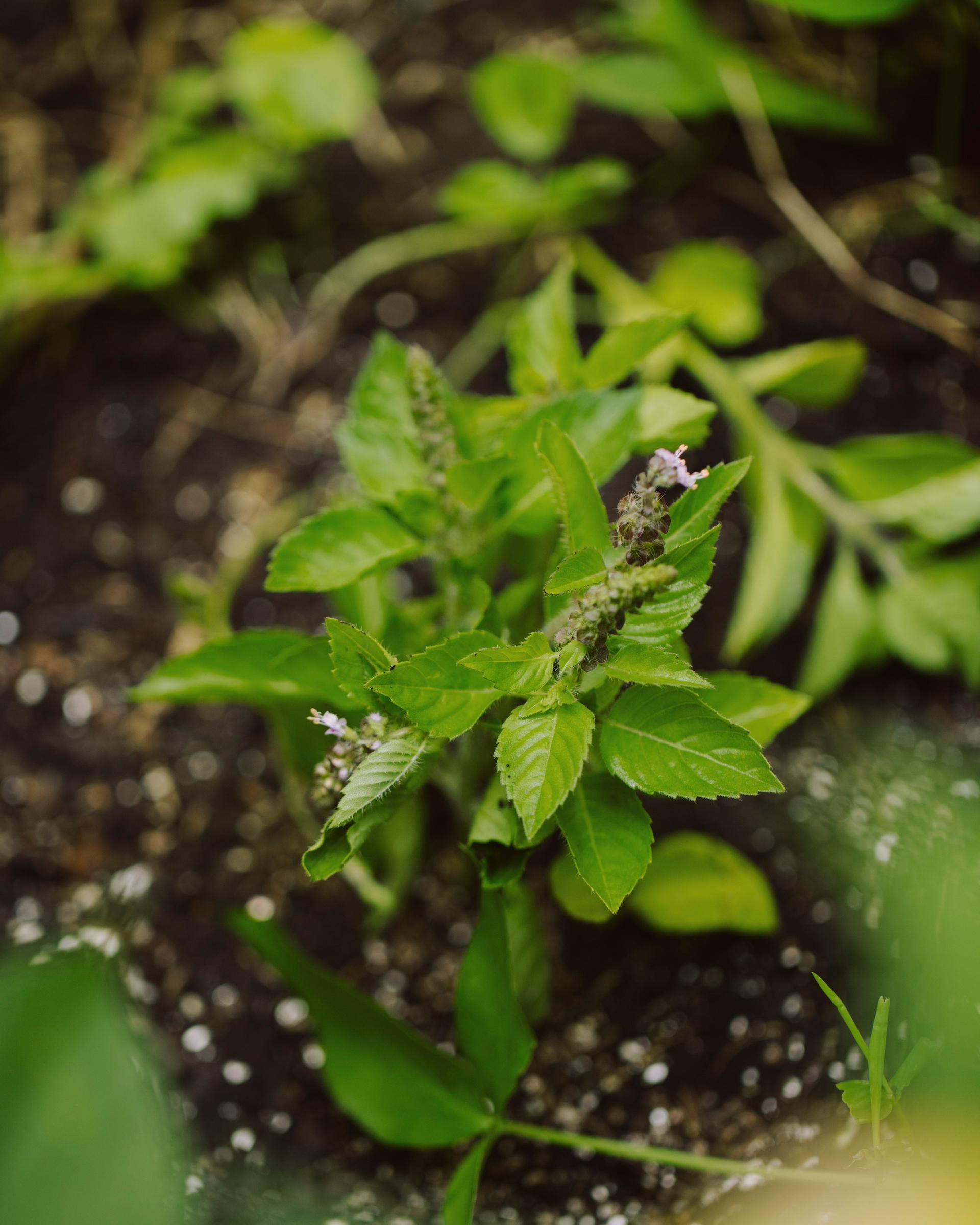 万能な植物「ホーリーバジル」は、モダンなサムギョプサルと香り高いバスソルトに。｜9月のハーブ・ホーリーバジル