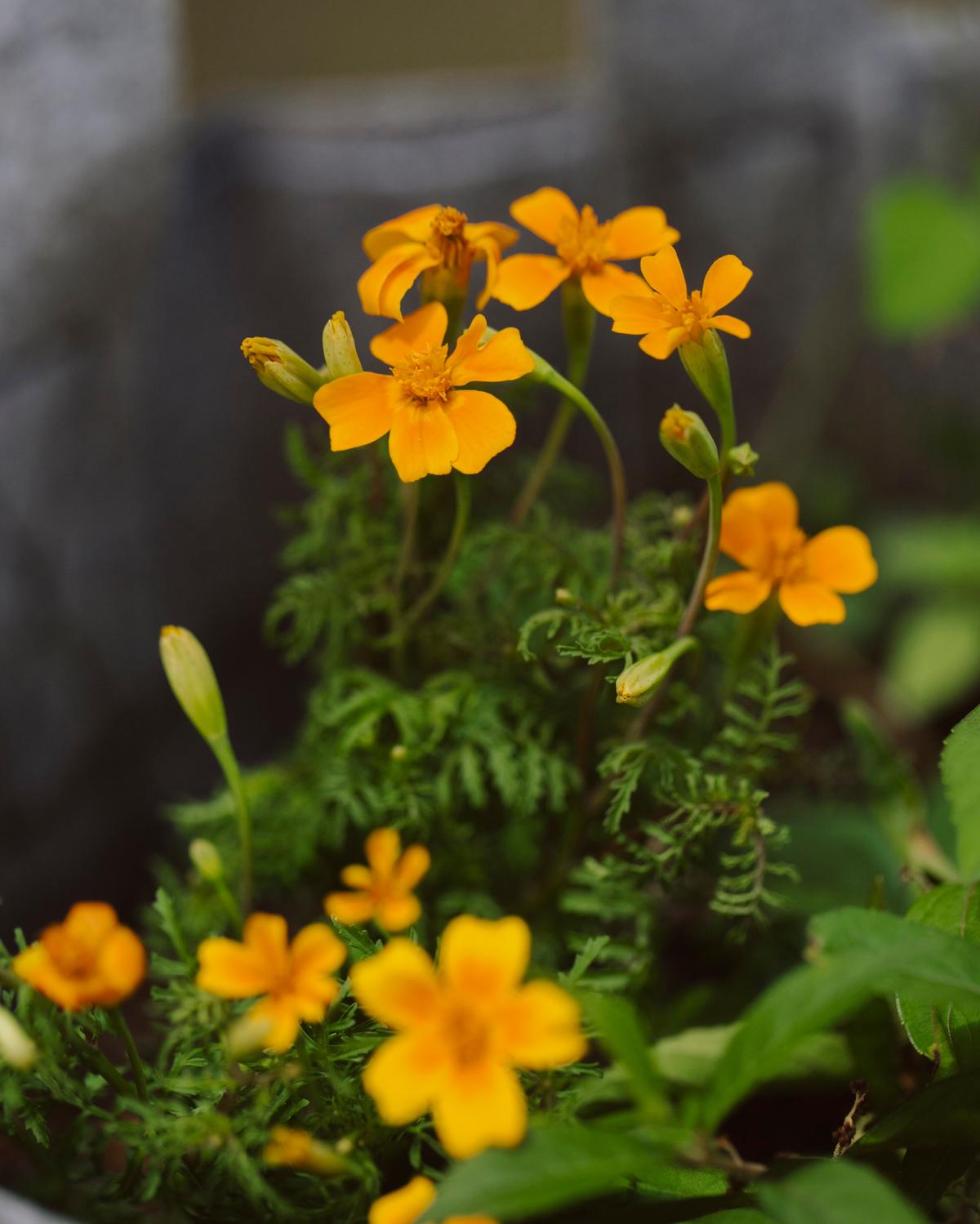 ワンモア・ハーブ