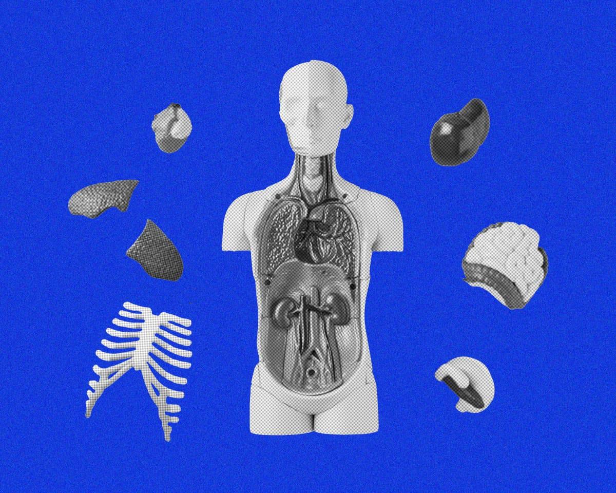 臓器の配置が左右非対称なのはなぜ？誰かに話したくなるカラダの話。