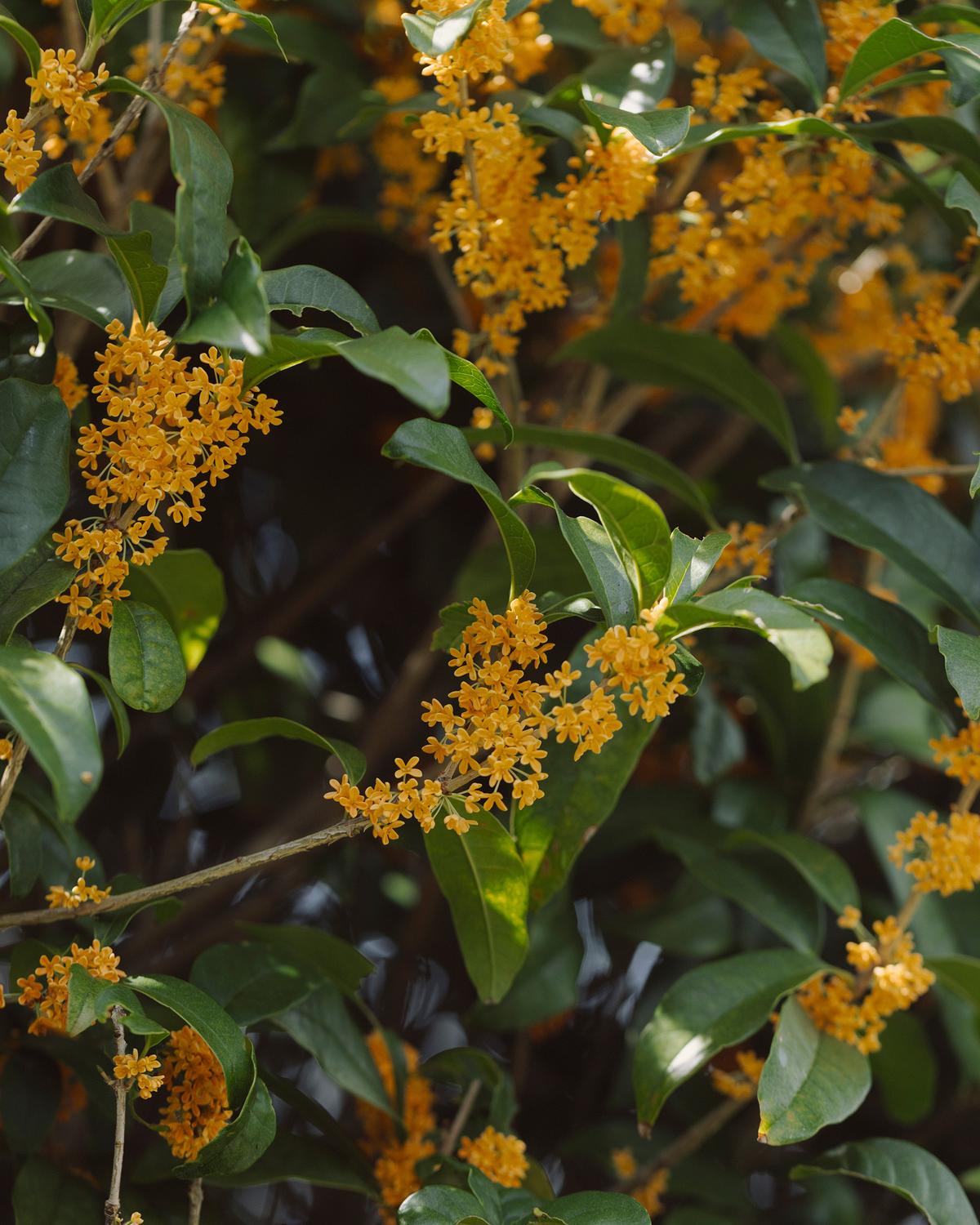 ワンモア・ハーブ