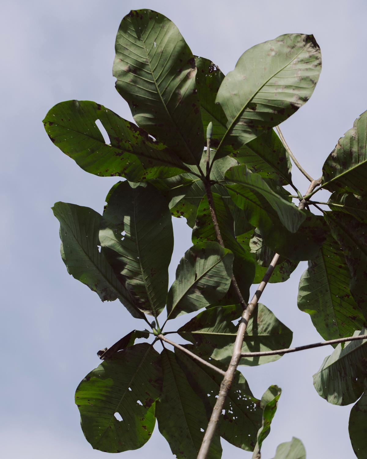 ワンモア・ハーブ