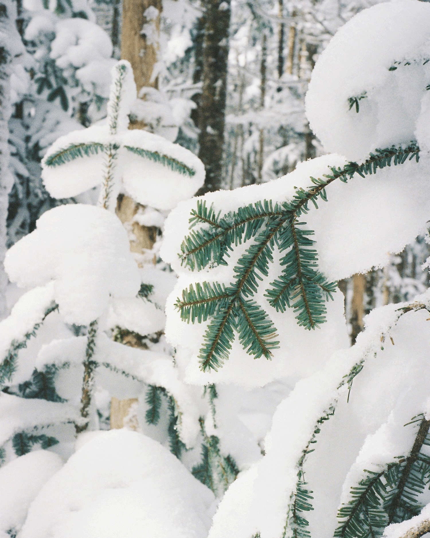 寒い冬こそ、あたたかい山小屋でのんびりと。｜12月の山・北八ヶ岳・高見石