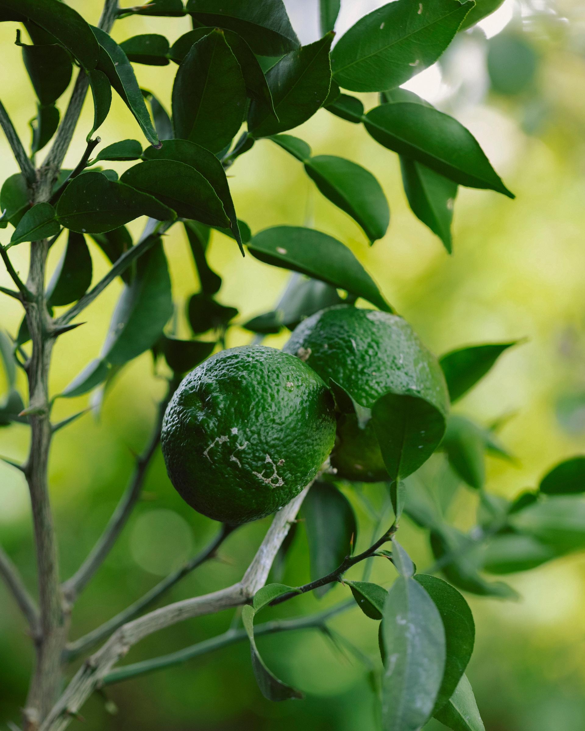 芯から身体を温める柚子の葉の鍋料理と、スパークリングドリンク。｜1月のハーブ・柚子