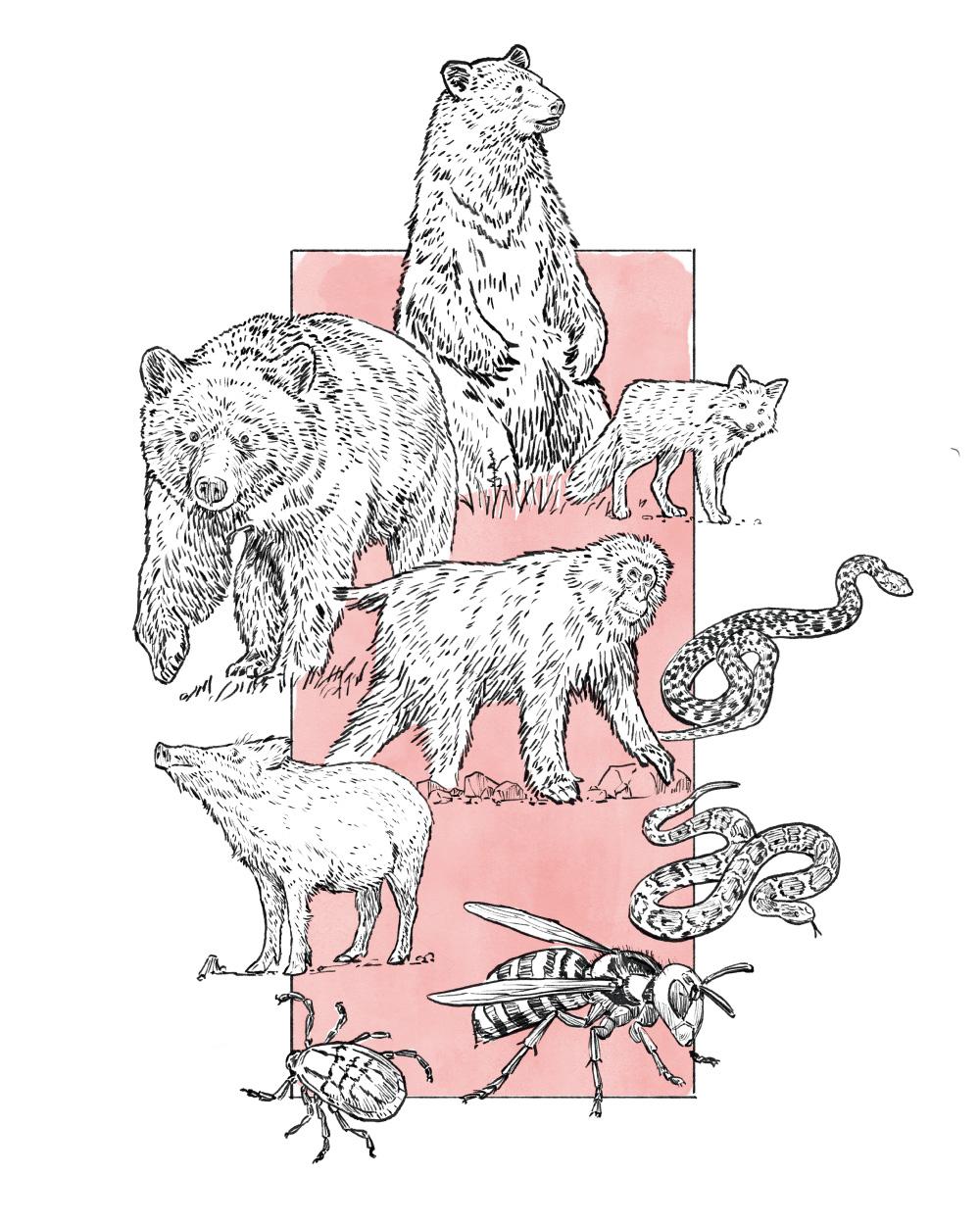 危険レベルはクマと同等？ 野生動物の正しい「恐れかた」。