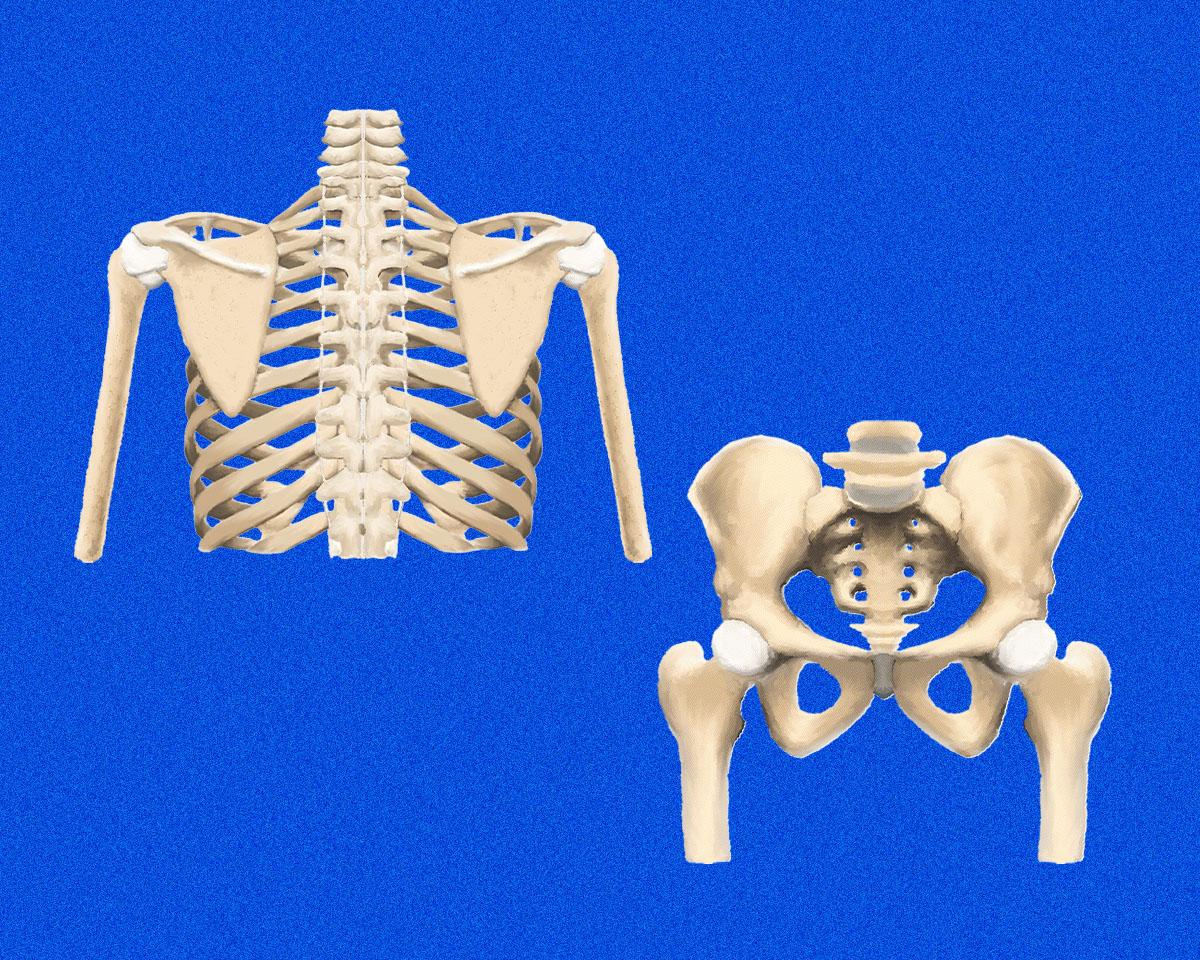 肩甲骨と股関節の骨の画像