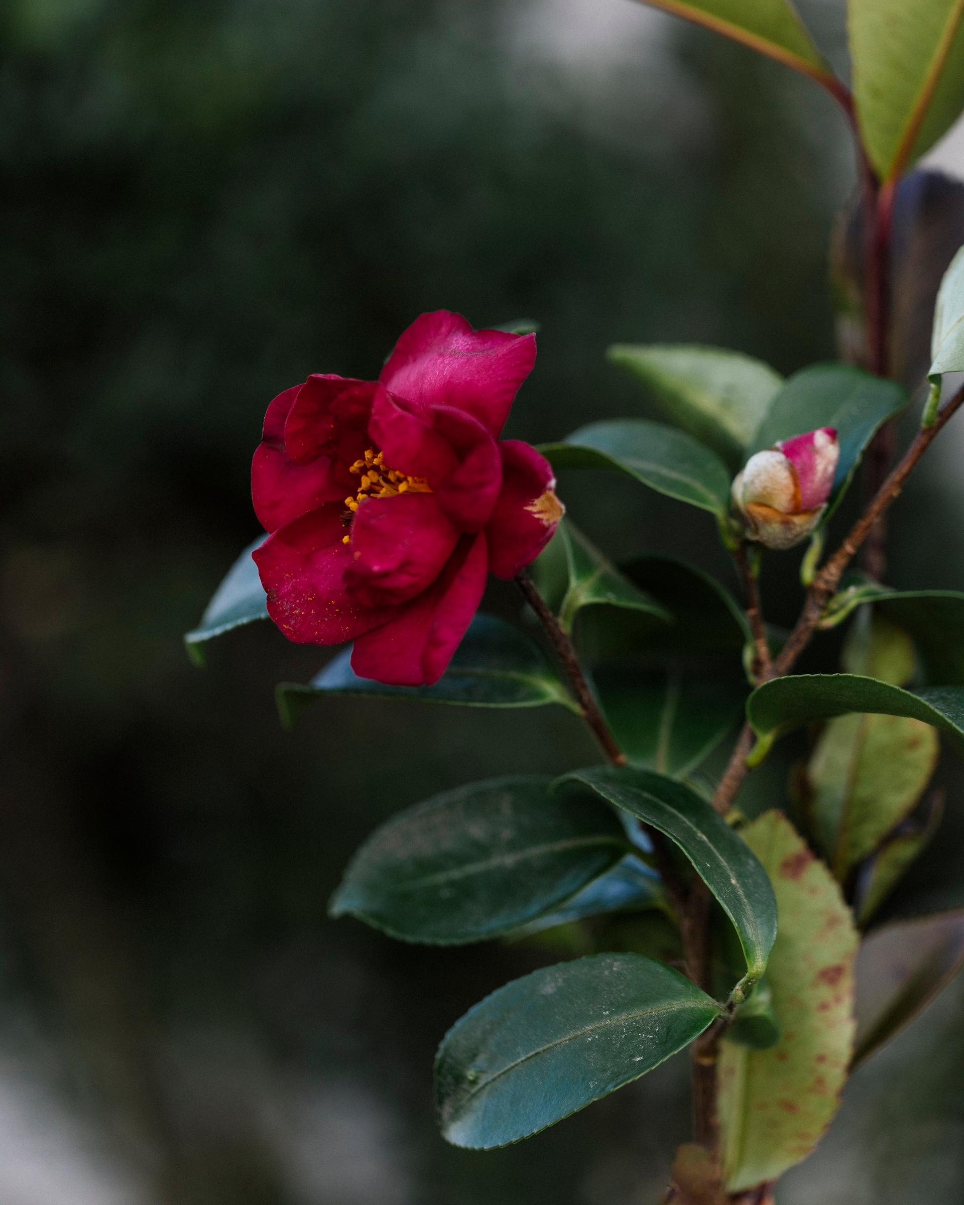 抗酸化作用の強いサザンカは、花びらのガリとフリット、そして重ね茶に。｜2月のハーブ・山茶花