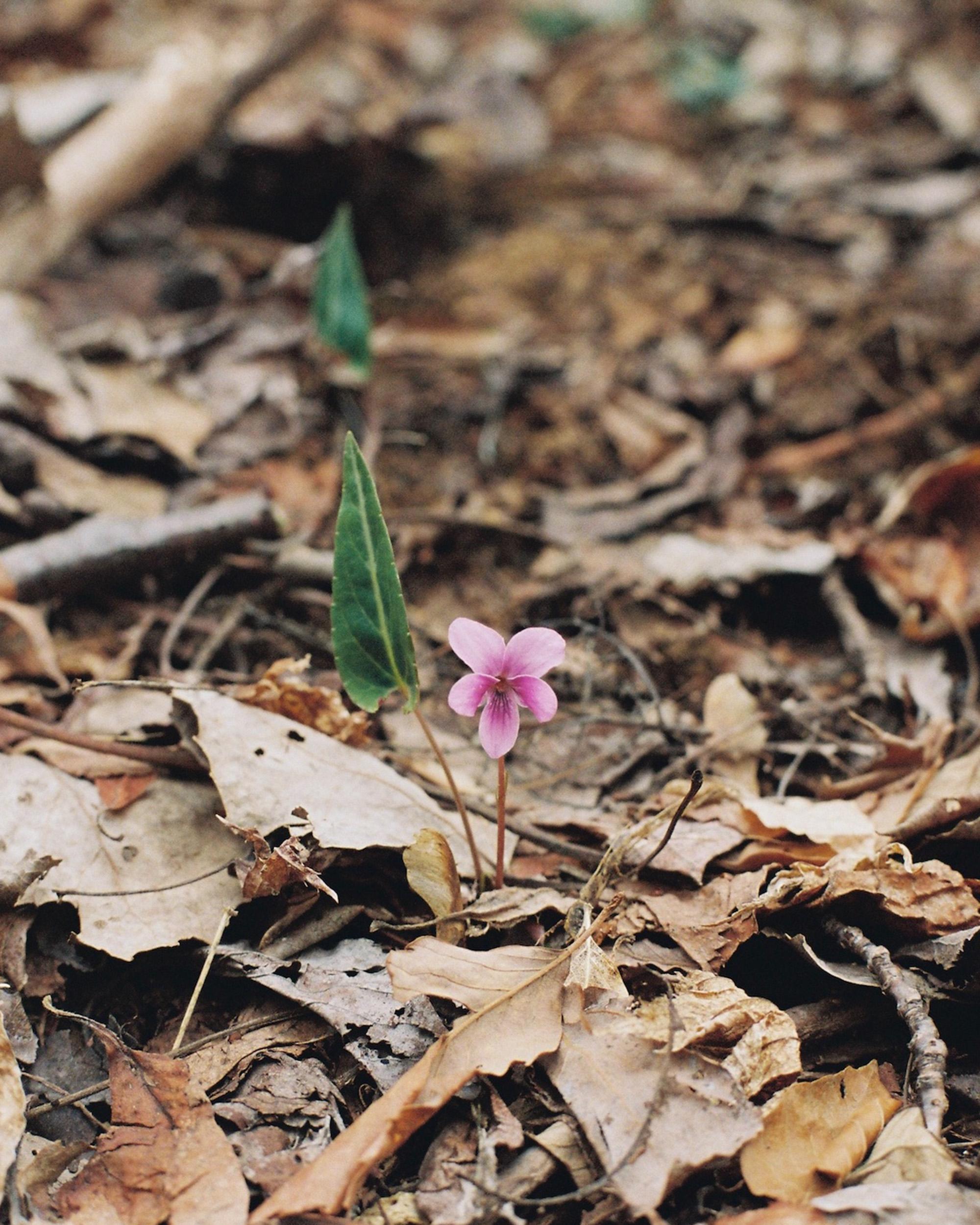 雪解けの佐渡島で早春の花に出会う。｜4月の山・金北山