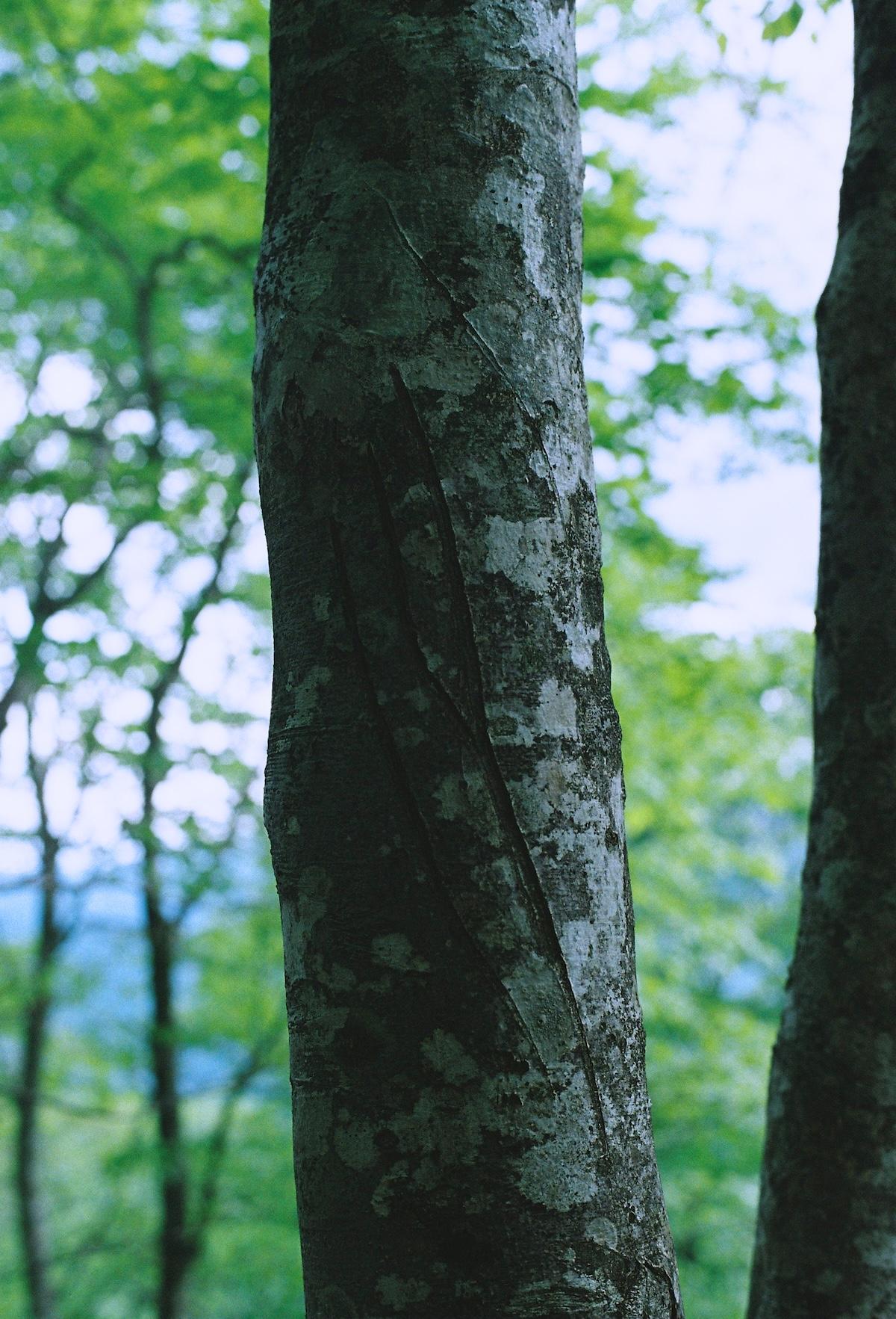 portrait_pattern2