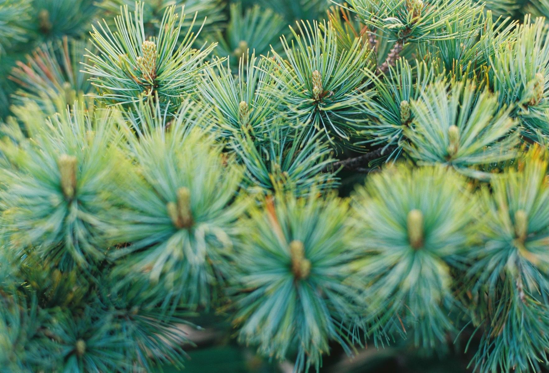landscape_pattern6
