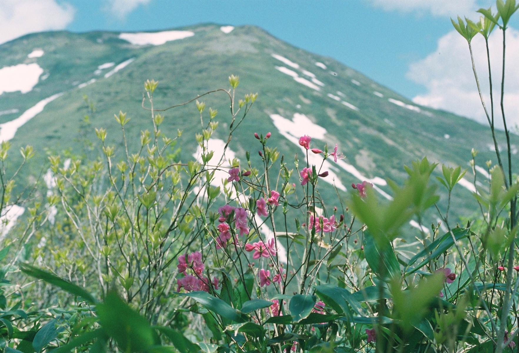 landscape_pattern1