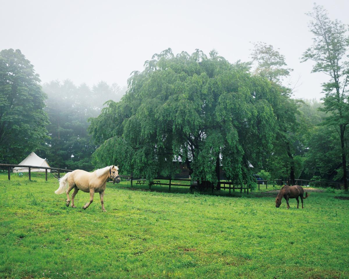 馬のお世話で心身を癒やす、ホースセラピーのすゝめ。
