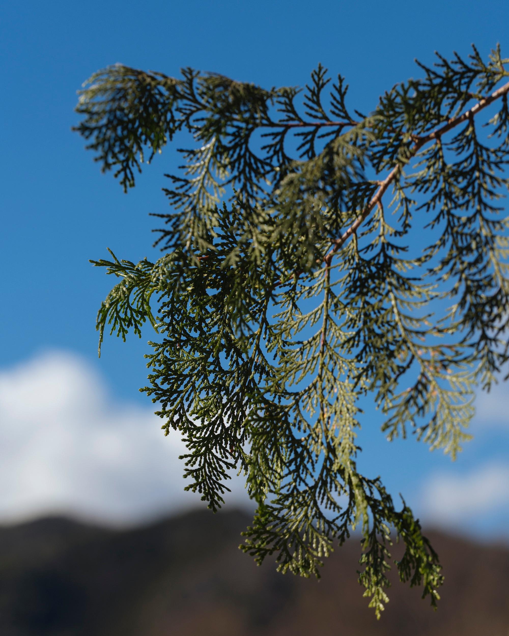 鎮静効果のある「ヒノキの葉」を使った、ウフマヨと燻製茶。|3月のハーブ・ヒノキ
